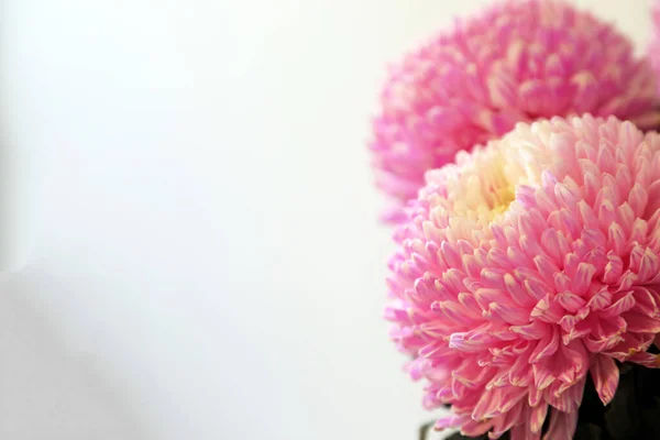 Detailní Záběr Růžové Bílé Květy Chryzantémy Lesklou Hloubkou Ohniska — Stock fotografie