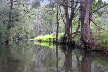 Killarney, Queensland yakınlarındaki Condamine Nehri Yolu boyunca güzel bir manzara. Dağlar, ormanlar, ağaçlar ve nehirler