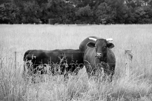 Mucche Pascolo Campo Rurale Con Erba Verde Lunga Alberi Sullo — Foto Stock