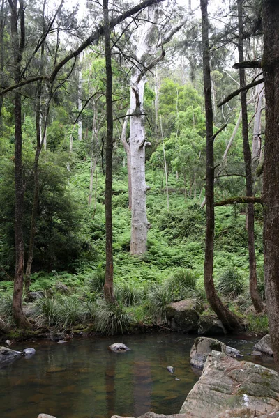 Piękne Krajobrazy Wzdłuż Condamine River Road Pobliżu Killarney Queensland Góry — Zdjęcie stockowe
