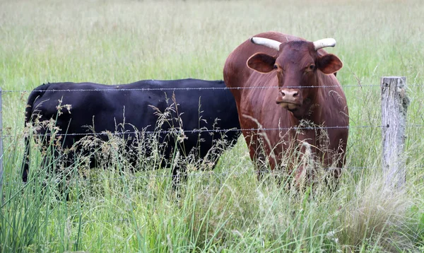 Vacas Pastando Campo Rural Com Grama Verde Longa Árvores Fundo — Fotografia de Stock