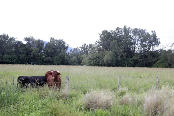 Vacas Pastando Campo Rural Com Grama Verde Longa Árvores Fundo — Fotografia de Stock