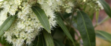 Closeup of beautiful pale yellow and cream Lemon Myrtle flowers surrounded by leaves in Australian garden