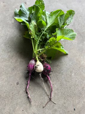 Toprak ve yeşil yapraklı sağlıklı ev yapımı beyaz ve mor rengarenk sebzeler.