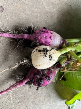Toprak ve yeşil yapraklı sağlıklı ev yapımı beyaz ve mor rengarenk sebzeler.