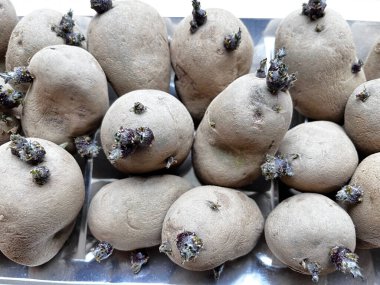 Yumru patatesler patates yetiştirmek için hazır.