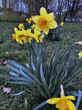 Güzel sarı nergis çiçekleri sabahın erken saatlerinde yapraklar ve ağaçlarla çevrili.