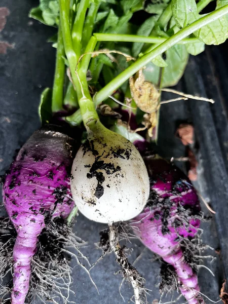 健康家庭种植的带有泥土和绿叶的白色和紫色草绿色蔬菜的包装 — 图库照片