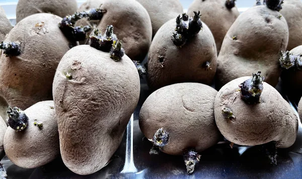 Tuber Potatoes Ready Planting Grow Potato Plants — Stock Photo, Image