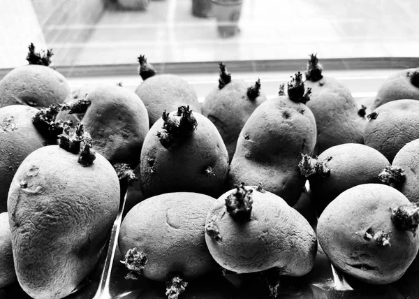Pommes Terre Tubercules Prêtes Être Plantées Pour Cultiver Des Plants — Photo