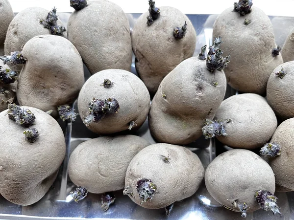 Tuber Potatoes Ready Planting Grow Potato Plants — Stock Photo, Image