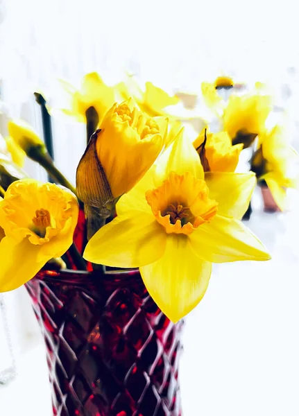 Krásné Žluté Narcisy Váze Domácím Prostředí Pevným Pozadím — Stock fotografie