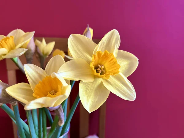 Krásné Žluté Narcisy Váze Domácím Prostředí Pevným Pozadím — Stock fotografie