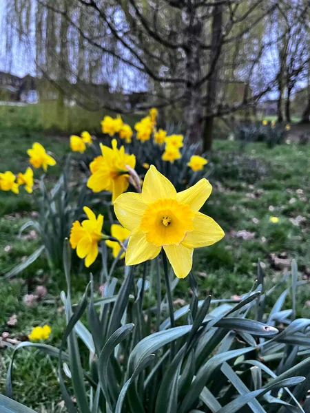 Krásné Žluté Narcisy Květiny Časném Ranním Světle Obklopen Listy Stromy — Stock fotografie