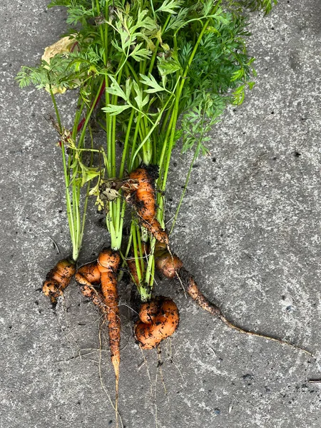 健康家庭种植的带有泥土和绿叶的橙色胡萝卜蔬菜 — 图库照片