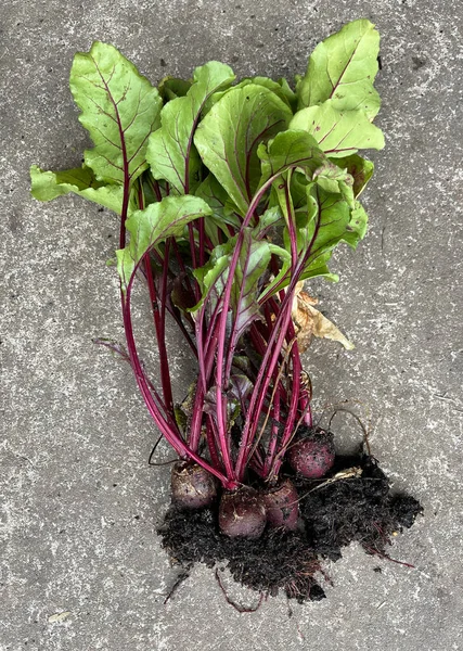 由健康家庭种植的带有泥土和绿叶的紫色甜菜制成的衣物 — 图库照片