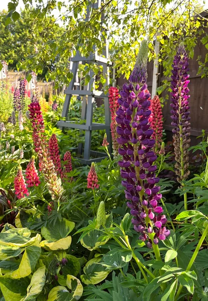 Piękne Kwiaty Łubinu Ogrodzie Wiejskich Wielkiej Brytanii — Zdjęcie stockowe