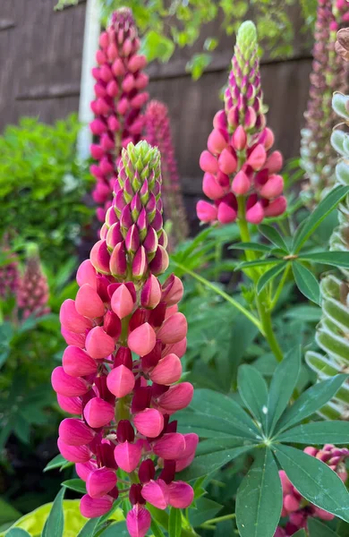 Ngiltere Kırsalında Bir Bahçede Güzel Lupin Çiçekleri — Stok fotoğraf