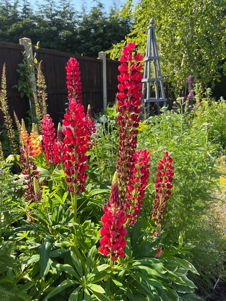 Krásné Lupin Květiny Zahradě Nastavení Venkově Velká Británie — Stock fotografie