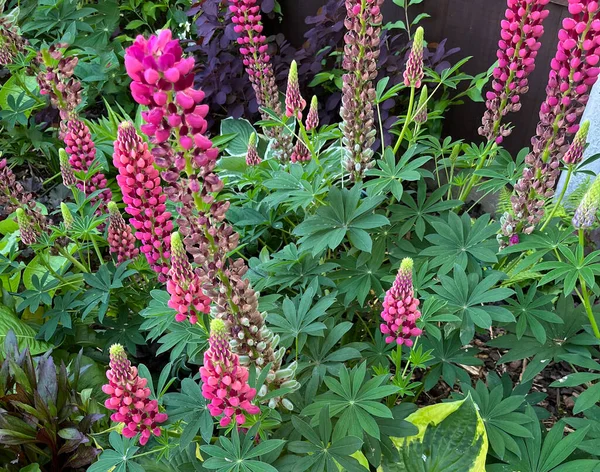 Vackra Lupin Blommor Trädgård Miljö Landsbygden Storbritannien — Stockfoto
