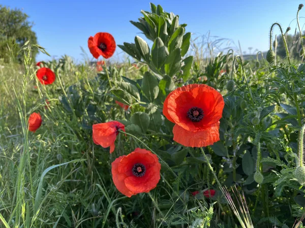Schöne Rote Mohnblumen Einem Garten Der Landschaft Großbritanniens — Stockfoto