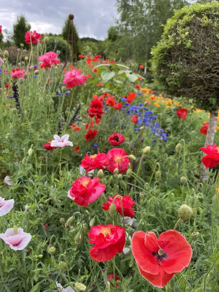 Krásné Červené Mák Květiny Zahradě Nastavení Velké Británii Krajiny — Stock fotografie