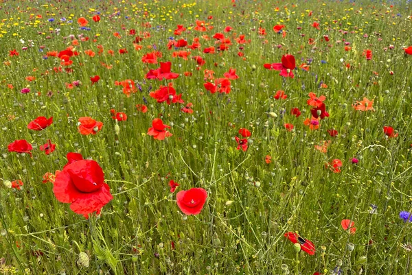 Belles Fleurs Pavot Rouge Dans Cadre Jardin Dans Campagne Royaume — Photo