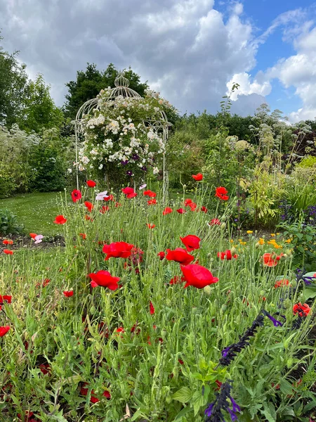 Hermosas Flores Amapola Roja Entorno Jardín Campo Del Reino Unido — Foto de Stock