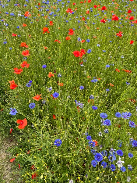 Beautiful Red Poppy Flowers Garden Setting United Kingdom Countryside — Stock Photo, Image
