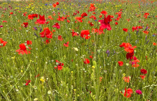 Hermosas Flores Amapola Roja Entorno Jardín Campo Del Reino Unido —  Fotos de Stock