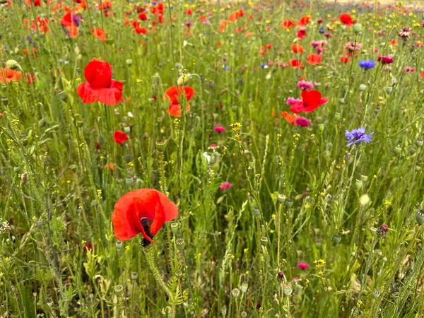 英国乡村花园中美丽的红色罂粟花 — 图库照片