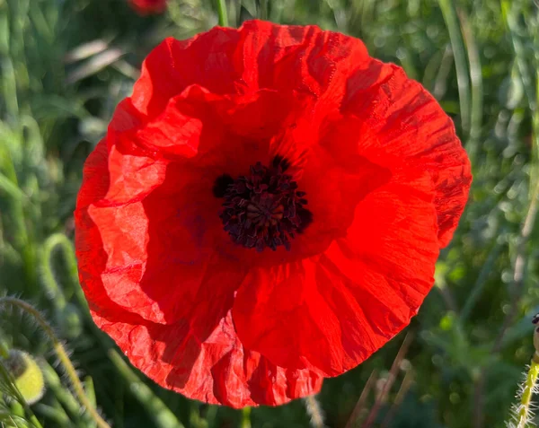 Vackra Röda Vallmo Blommor Trädgård Miljö Storbritannien Landsbygden — Stockfoto