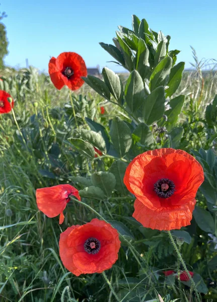 Schöne Rote Mohnblumen Einem Garten Der Landschaft Großbritanniens — Stockfoto