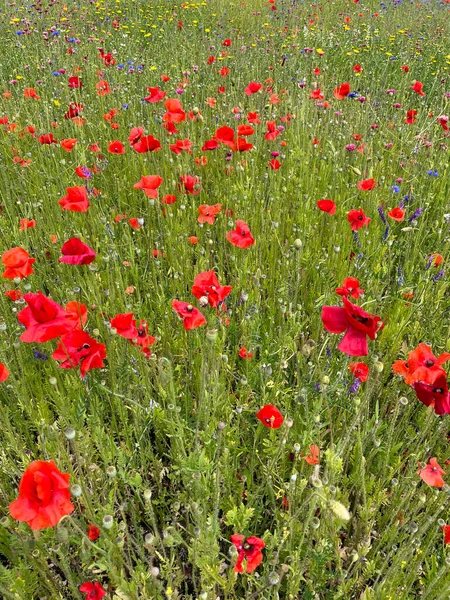 Belles Fleurs Pavot Rouge Dans Cadre Jardin Dans Campagne Royaume — Photo