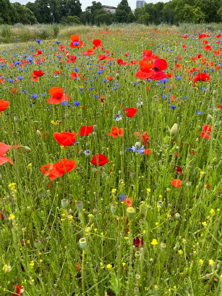 Beautiful Red Poppy Flowers Garden Setting United Kingdom Countryside — Stock Photo, Image
