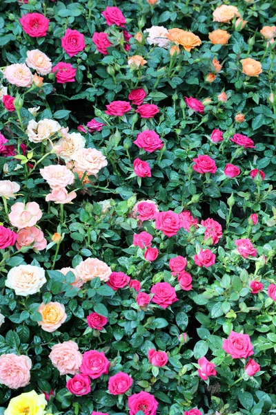 Array Belas Rosas Cheias Cores Variadas Cenário Jardim Com Urnas — Fotografia de Stock
