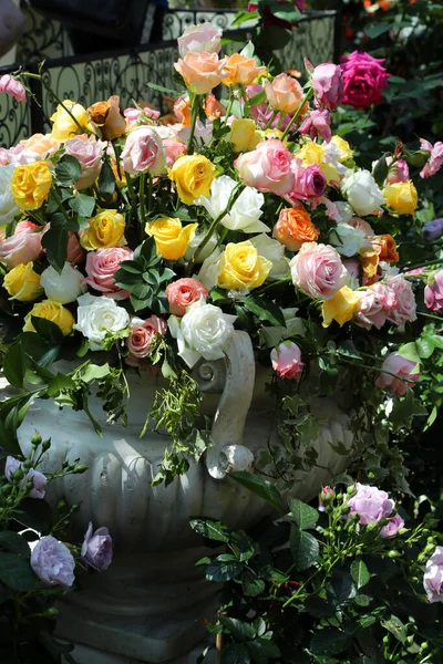 Tablica Pięknych Pełnych Róż Różnych Kolorach Otoczeniu Ogrodu Urnami — Zdjęcie stockowe