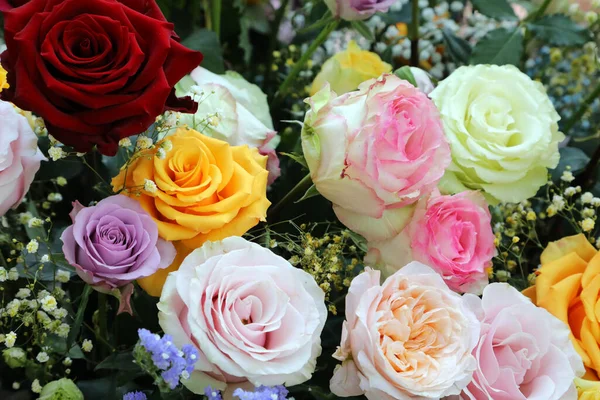 Bahçe Düzeninde Çeşitli Renklerde Güzel Dolgun Güller Vazolarda — Stok fotoğraf