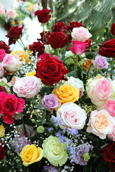 Bahçe Düzeninde Çeşitli Renklerde Güzel Dolgun Güller Vazolarda — Stok fotoğraf