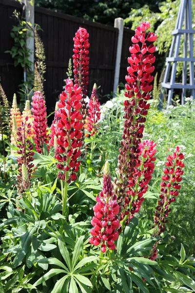 Krásné Lupin Květiny Zahradě Nastavení Venkově Velká Británie — Stock fotografie