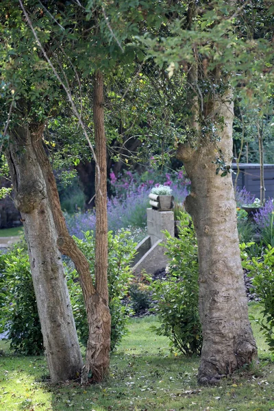 Grădini Frumoase Lavandă Văzute Prin Copaci — Fotografie, imagine de stoc