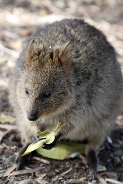 Küçük şirin kuokka sadece Batı Avustralya kıyılarındaki Rottnest adasında bulunur.