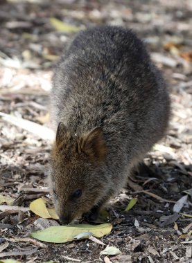 Küçük şirin kuokka sadece Batı Avustralya kıyılarındaki Rottnest adasında bulunur.