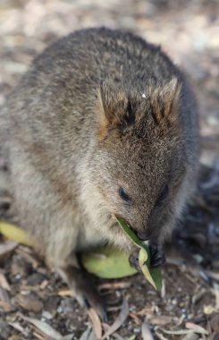 Küçük şirin kuokka sadece Batı Avustralya kıyılarındaki Rottnest adasında bulunur.