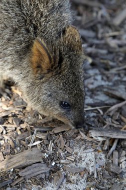 Küçük şirin kuokka sadece Batı Avustralya kıyılarındaki Rottnest adasında bulunur.