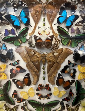 Queensland Avustralya 'daki bir müzede çok güzel renkli kelebekler sergileniyor.