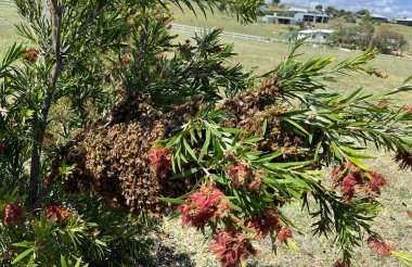 A large swarm of bees that have left the nearby hive and landed in a bottlebrush tree clipart