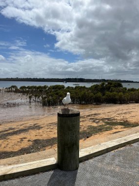 Victoria, Avustralya 'daki Hastings şehrinde kıyı, iskele ve tekneler yer almaktadır.