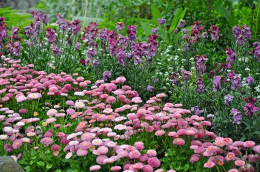 Pretty pink button flowers in spring garden