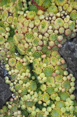 Bunches of hens and chicks cacti plants also known as houseleek